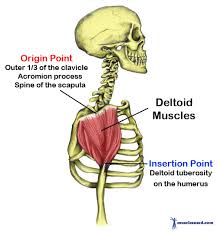 Skeleton sketch showing deltoid muscles.