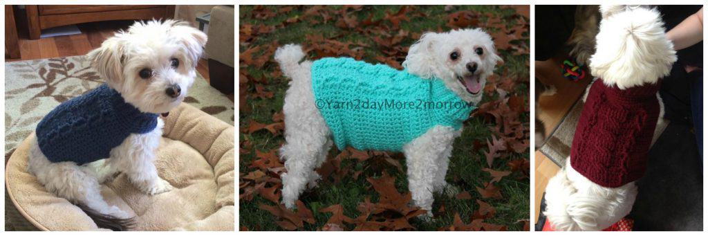 Small white dog dressed in cabled dog sweater.