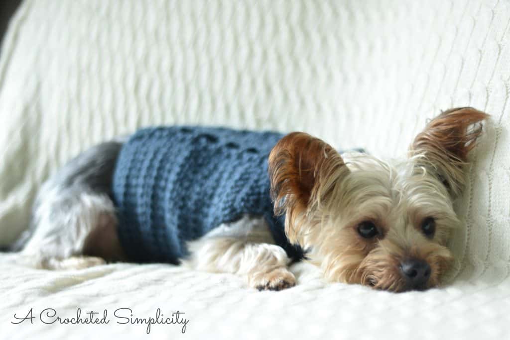 Yorkie wearing cabled crochet dog sweater laying on blanket.