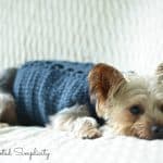 Yorkie wearing cabled crochet dog sweater laying on blanket.