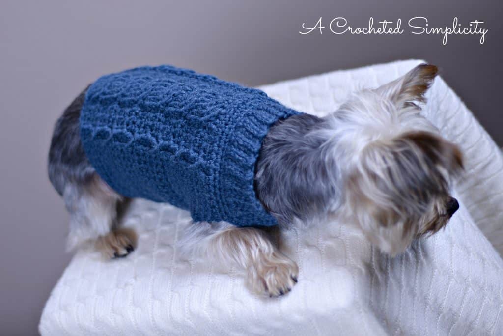 Yorkie modeling blue cabled crochet dog sweater.