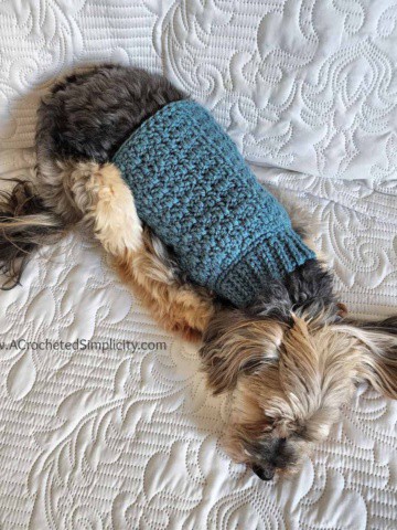 Yorkie wearing blue dog crochet sweater laying on a bed