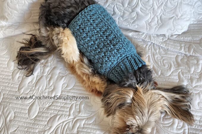 Free Crochet Dog Sweater Pattern - Chewy's Dog Sweater by A Crocheted Simplicity. #freecrochetpatternforpets #crochetforpets #crochetdogsweater #crochet #handmadedogsweater #crochetforpets #crochetfordogs #freecrochetpattern #dogsweaterpattern #handmadecrochet
