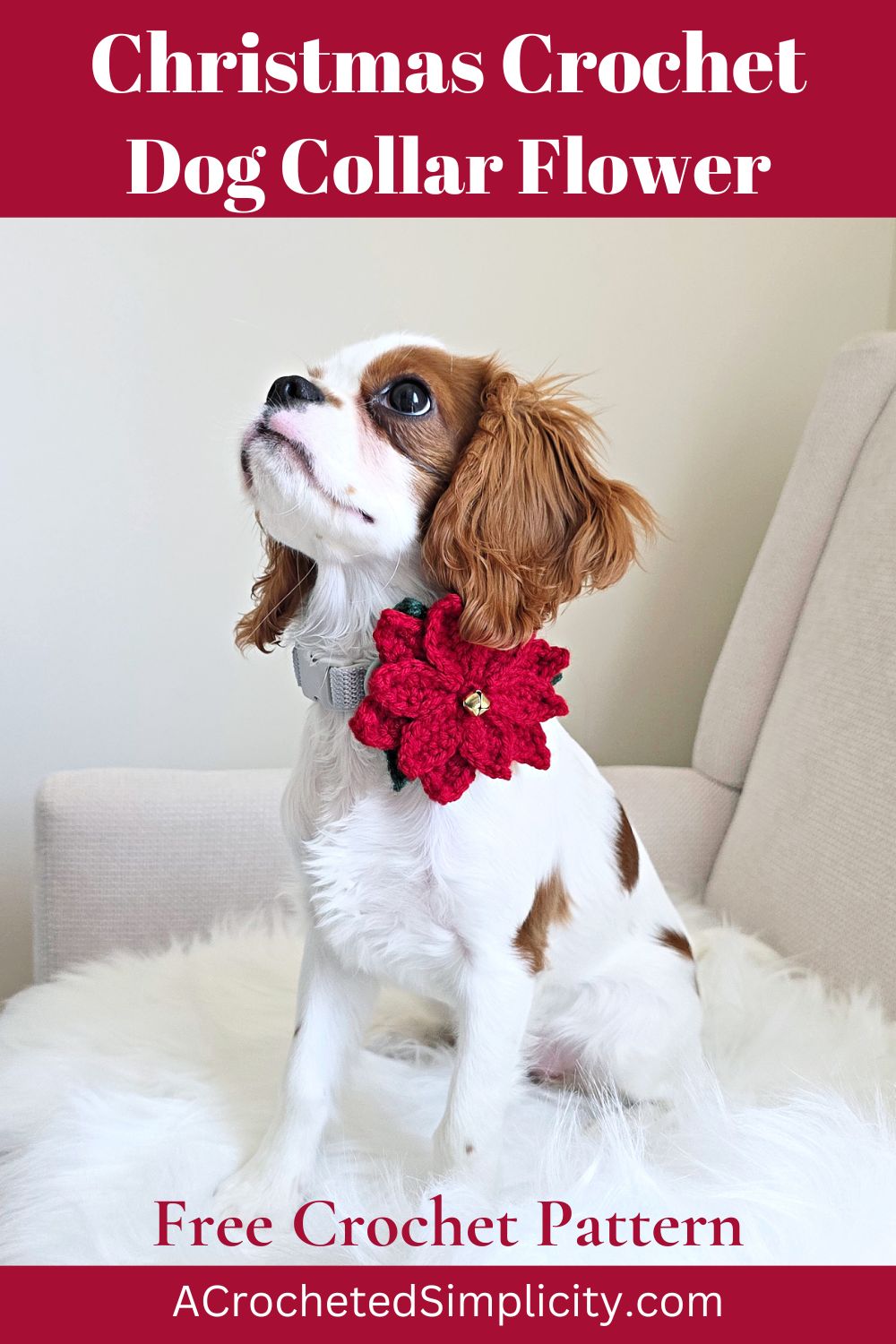 A beautiful Cavalier King Charles Spaniel blenheim puppy wearing a crochet dog collar flower for Christmas.