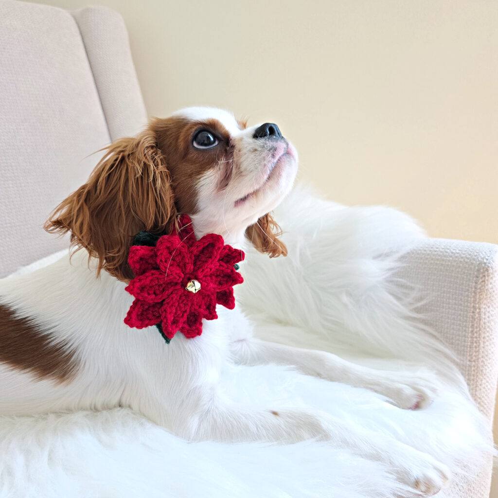 A cute puppy wearing a crochet dog collar flower with a tiny jingle bell.