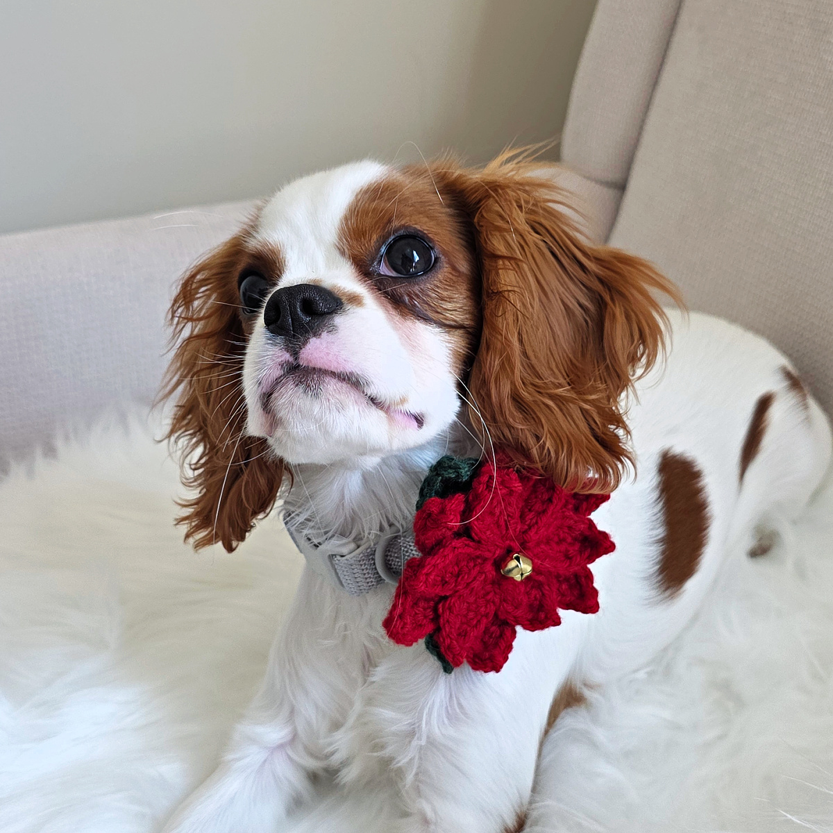 Charliese showing off her free crochet poinsettia dog collar flower pattern.