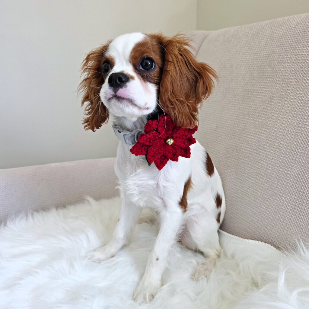 A cavalier puppy wearing a holiday crochet accessory for dogs.