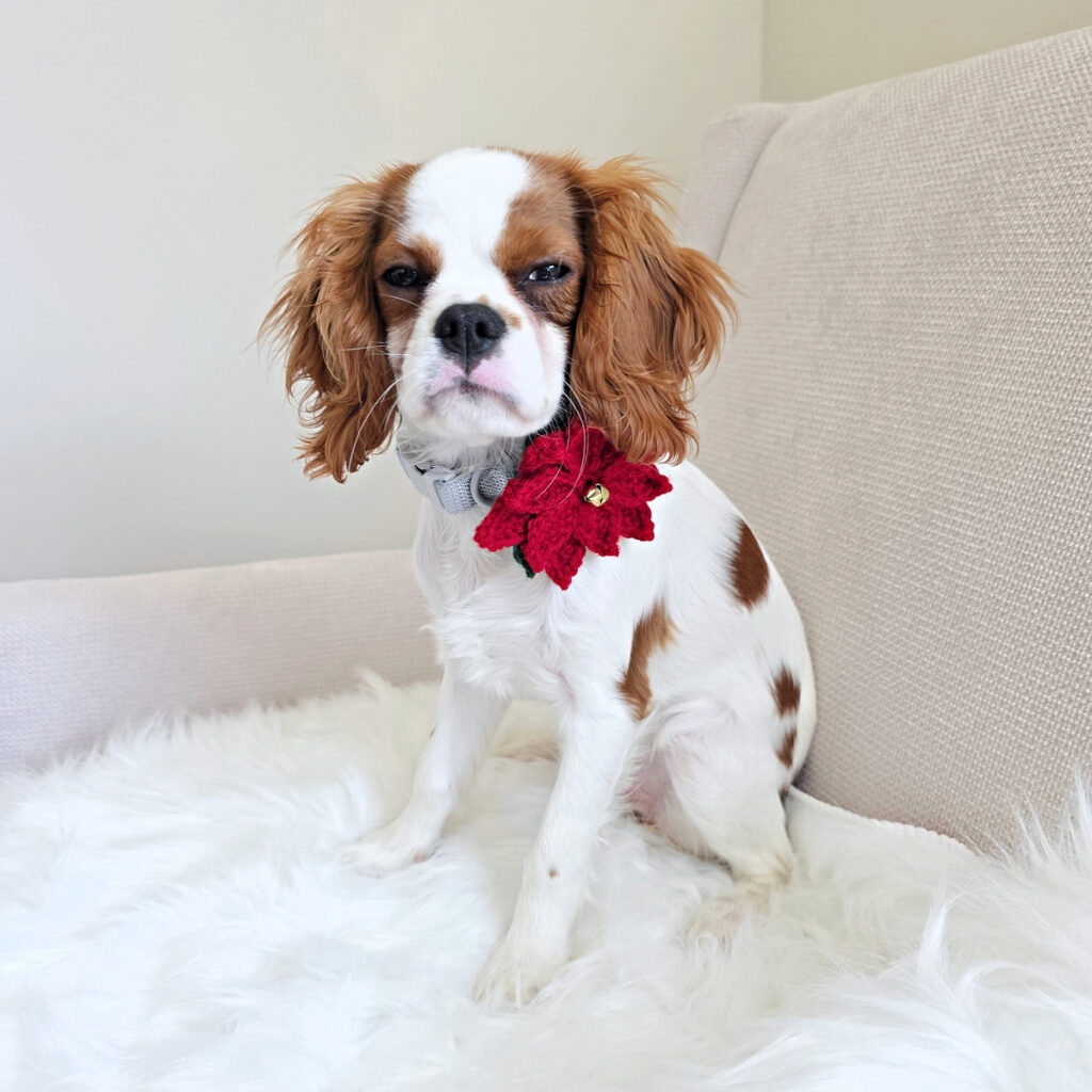 A blooper photo of a young puppy looking unhappy while modeling her new poinsettia crochet dog collar flower.