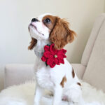 A Cavalier King Charles Spaniel puppy wearing a crochet poinsettia dog collar flower and sitting on a furry blanket.