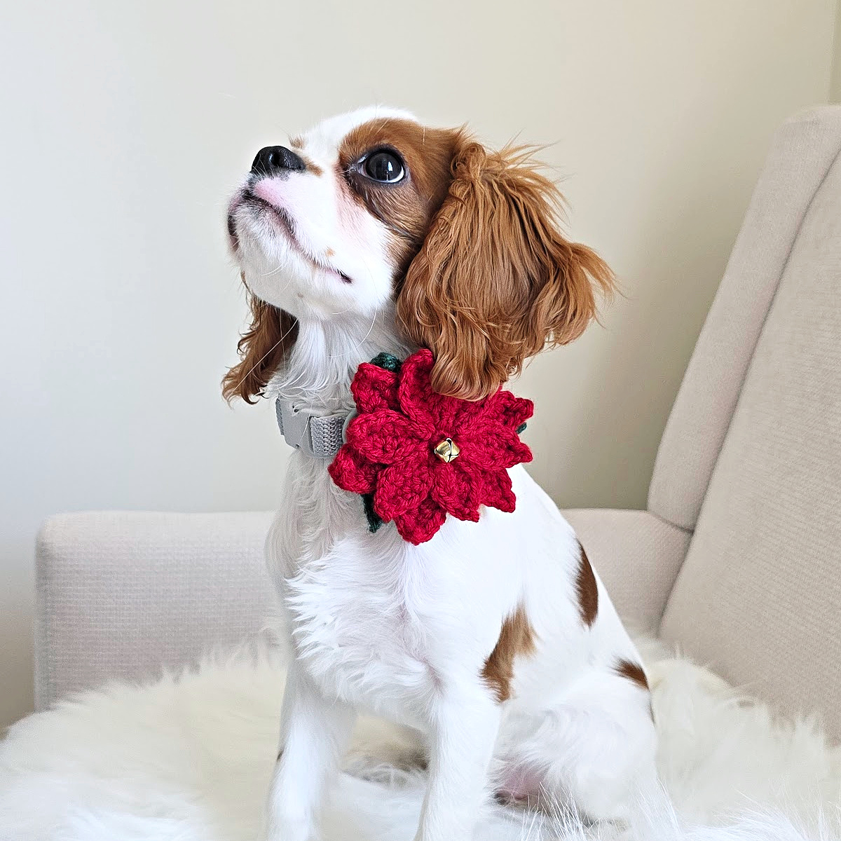 A Cavalier King Charles Spaniel puppy wearing a crochet poinsettia dog collar flower and sitting on a furry blanket.